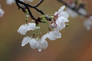 春の雨に濡れる桜の花