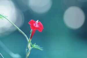 赤い縷紅草の花