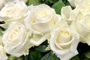 白いバラの花