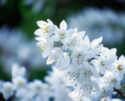白い卯の花