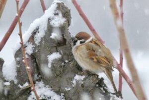 雪の中の雀