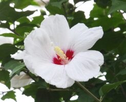 白い木槿の花