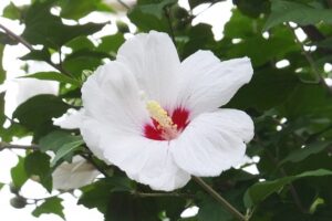 白い木槿の花