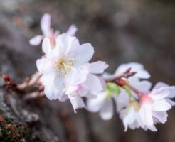 白い冬桜の花