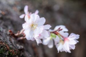 白い冬桜の花