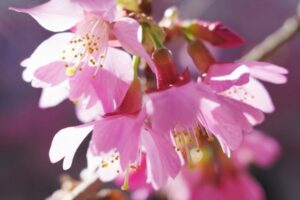 桜の花に当たる春の日射し