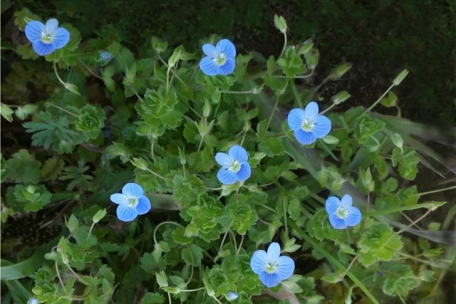 いぬふぐり／イヌフグリ (春の季語) | 季語集め◇春-夏-秋-冬-新年