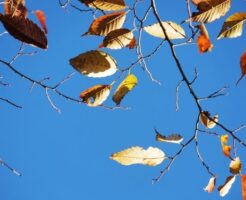 木の葉と青空