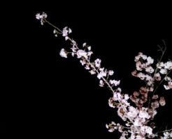 闇の中の桜の花