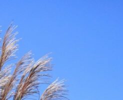 青空と風になびく芒の穂