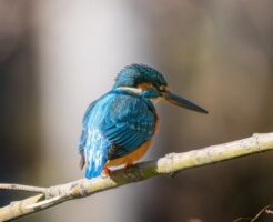 枝に止まっている翡翠