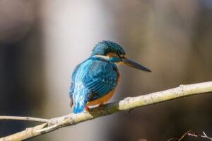 枝に止まっている翡翠