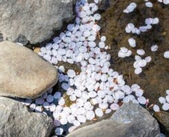 散った桜の花びら