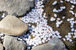 散った桜の花びら