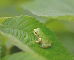 葉の上の青蛙
