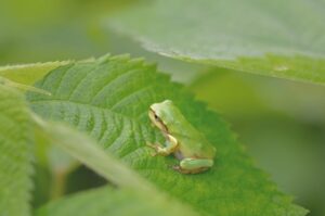 葉の上の青蛙