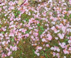 散った桜の花びら