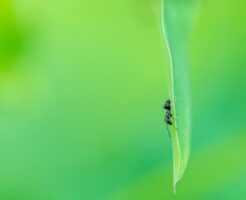 葉にしがみついている蟻