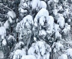 杉の木の枝に積もった雪