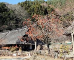 古民家と柿の木